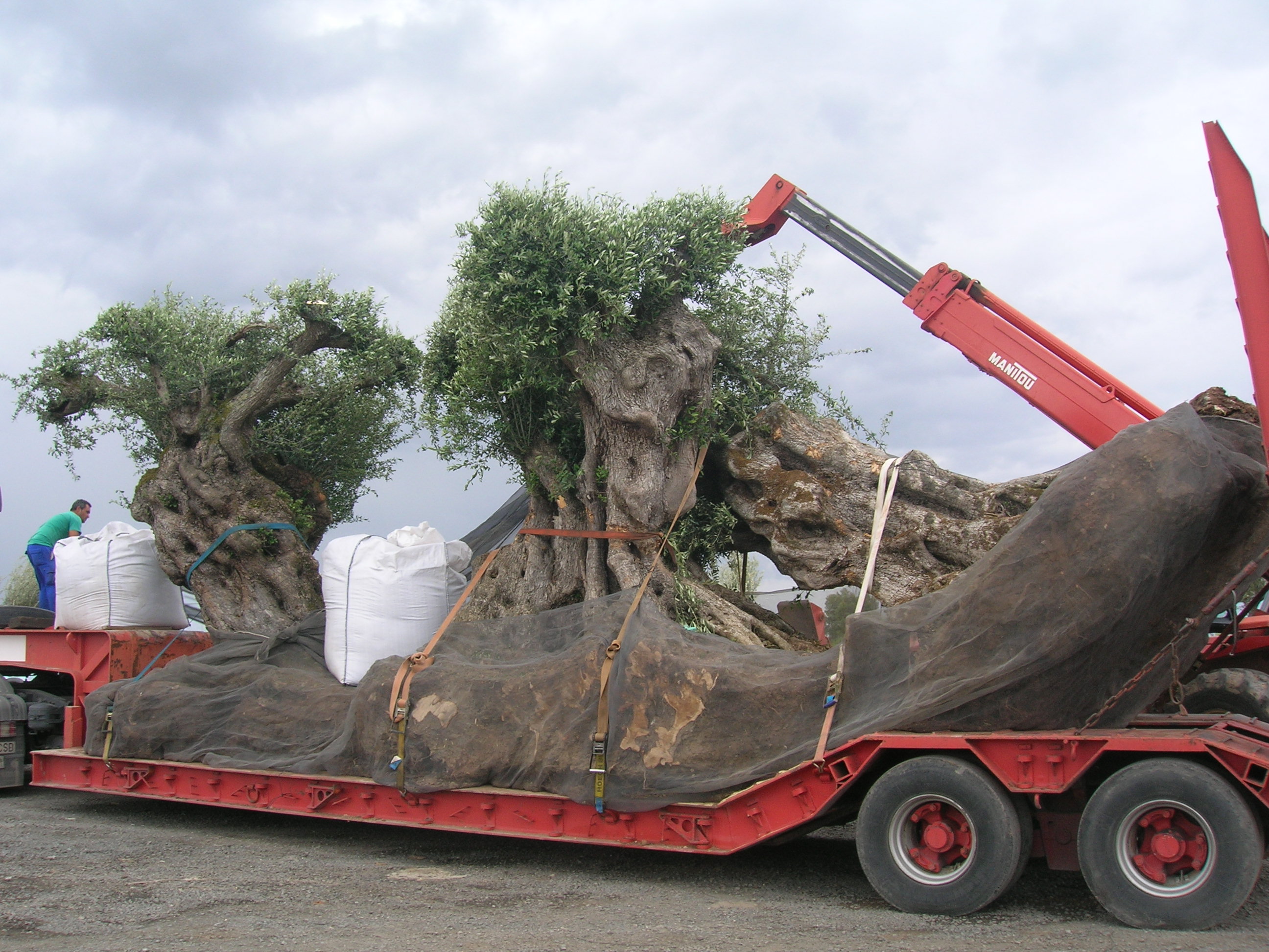 olivier arbre olivier arbre